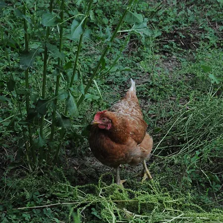 Nocleg ze śniadaniem Ferme Du Grand Breton Beaumont-de-Lomagne