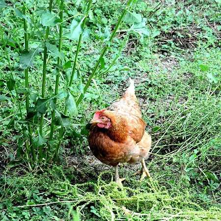 Ferme Du Grand Breton