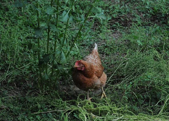 Bed and breakfast Ferme Du Grand Breton Beaumont-de-Lomagne