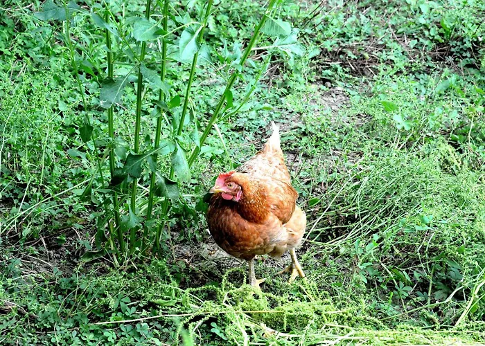 Ferme Du Grand Breton